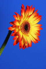 Image showing bright flower