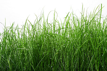 Image showing green grass