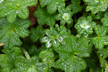 Image showing plant background