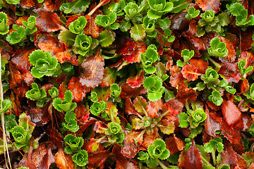 Image showing colorful leafs