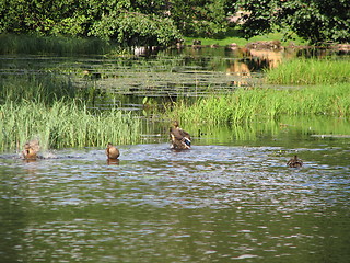 Image showing Ducks having a wash