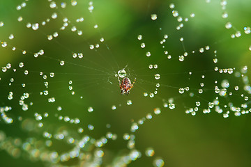 Image showing spiderweb