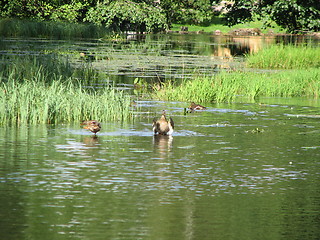 Image showing Ducks having a wash
