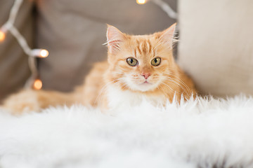 Image showing red tabby cat on sofa with sheepskin at home