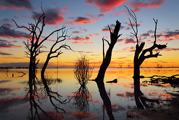 Image showing Old gnarly trees on the lake at sunset