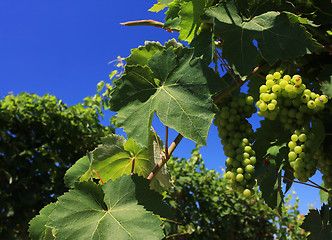 Image showing green grapes