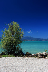 Image showing Tree on the beach