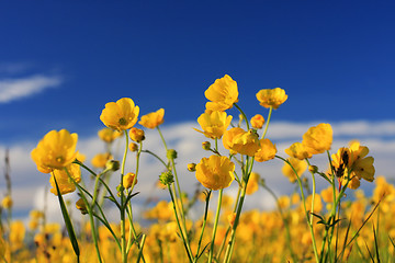 Image showing creeping buttercup