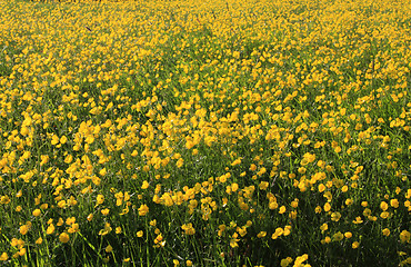 Image showing buttercup field