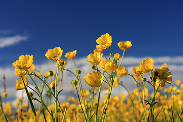 Image showing summer field