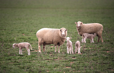 Image showing Ewes wih their lambs