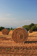 Image showing field of plenty