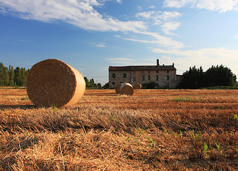 Image showing corn and farmhouse