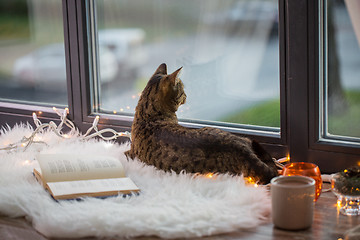 Image showing tabby cat lying on window sill with book at home