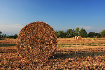 Image showing harvesting the crop
