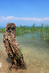 Image showing beach treestump