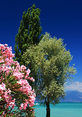 Image showing seaside trees