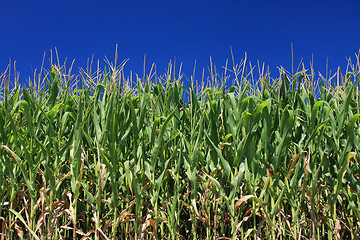 Image showing maize field and blue sky