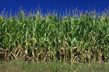 Image showing corn on the cob