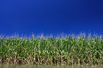 Image showing corn and cloudless sky