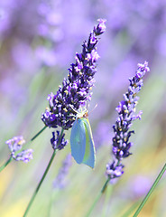 Image showing Lavender and butterfly