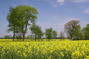 Image showing canola