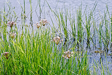 Image showing Butomus umbellatus on water