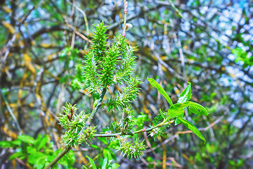 Image showing Green Leaves And Catkins Of Willow Closeup