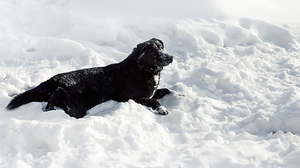 Image showing Black Dog Half-breed Labrador Retriever On The Snow