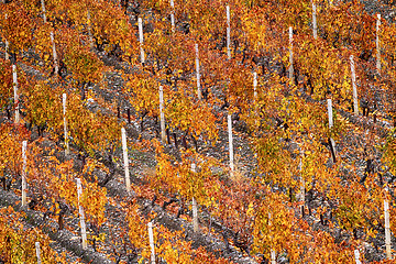 Image showing Autumnal vineyard close-up.