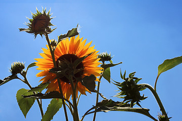 Image showing backlit sunflower