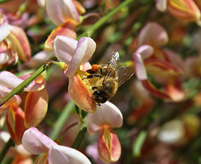Image showing Bee at pink Scotch broom
