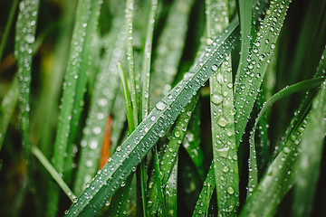 Image showing Fresh thick grass with dew drops