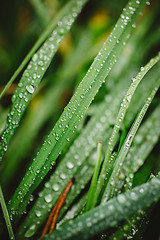 Image showing Fresh thick grass with dew drops