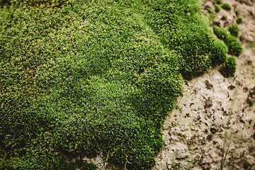 Image showing green moss background texture