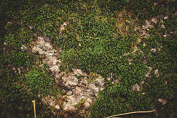 Image showing green moss background texture