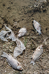 Image showing Dead fish on the pond.