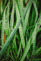 Image showing Fresh thick grass with dew drops