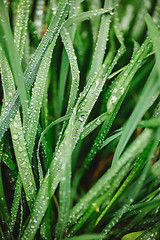 Image showing Fresh thick grass with dew drops