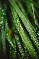 Image showing Fresh thick grass with dew drops