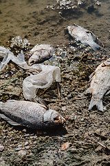 Image showing Dead fish on the pond.