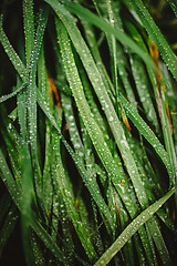 Image showing Fresh thick grass with dew drops