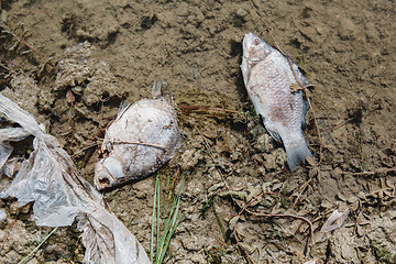 Image showing Dead fish on the pond.