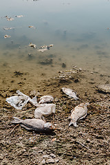 Image showing Dead fish on the pond.