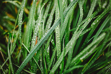 Image showing Fresh thick grass with dew drops