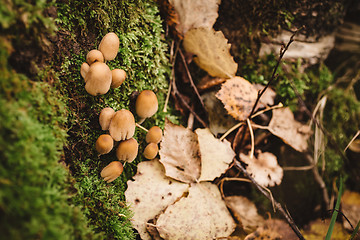 Image showing green moss background texture