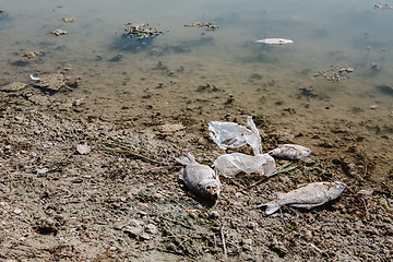 Image showing Dead fish on the pond.