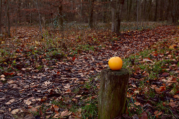 Image showing Small pumpkin on wooden post in autumnal forest