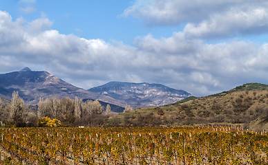 Image showing Vineyards. The Autumn Valley