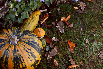 Image showing Striped pumpkin and assorted gourds in a garden